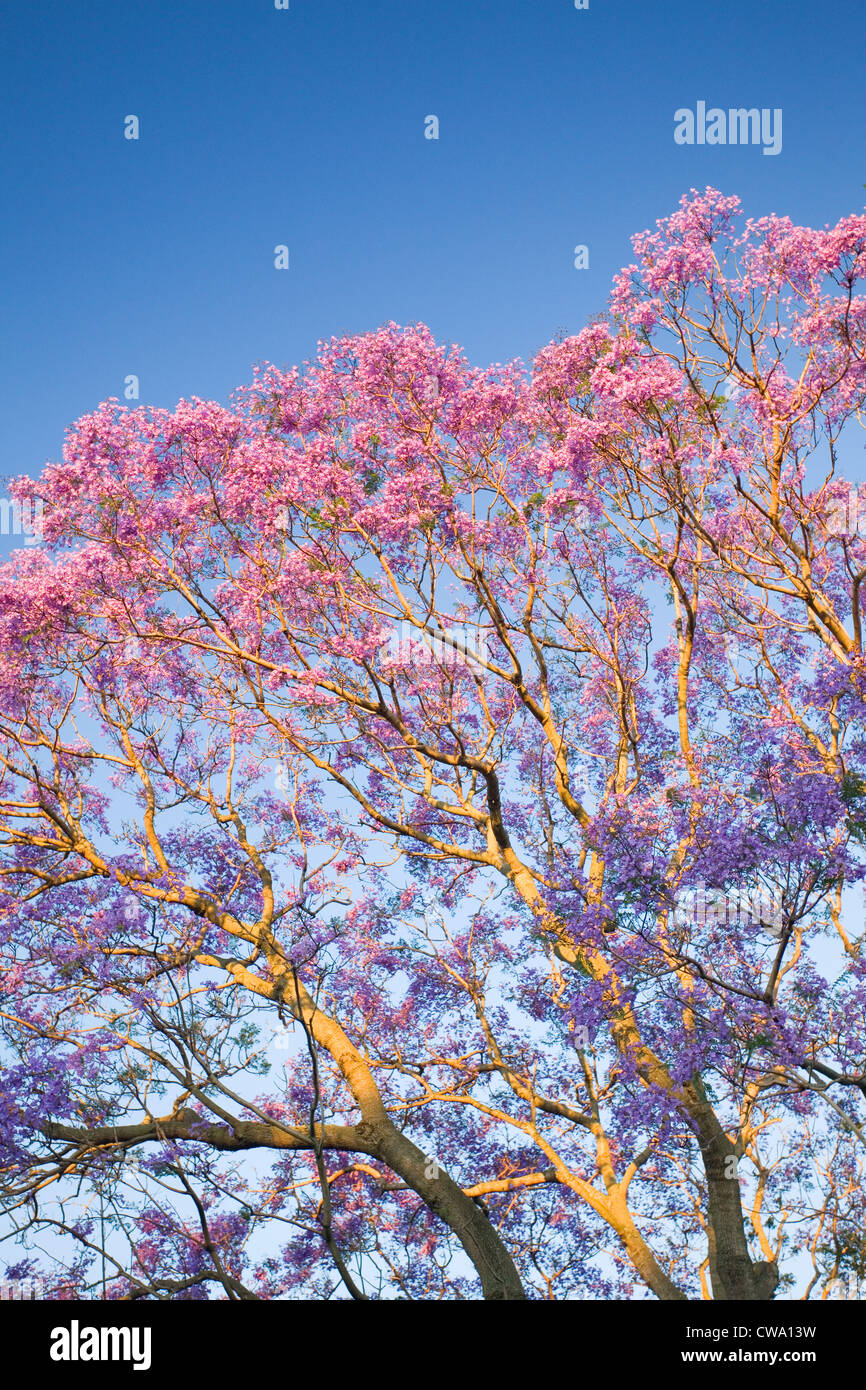Fioritura Jacaranda, Jacaranda mimosifolia, Australia Foto Stock