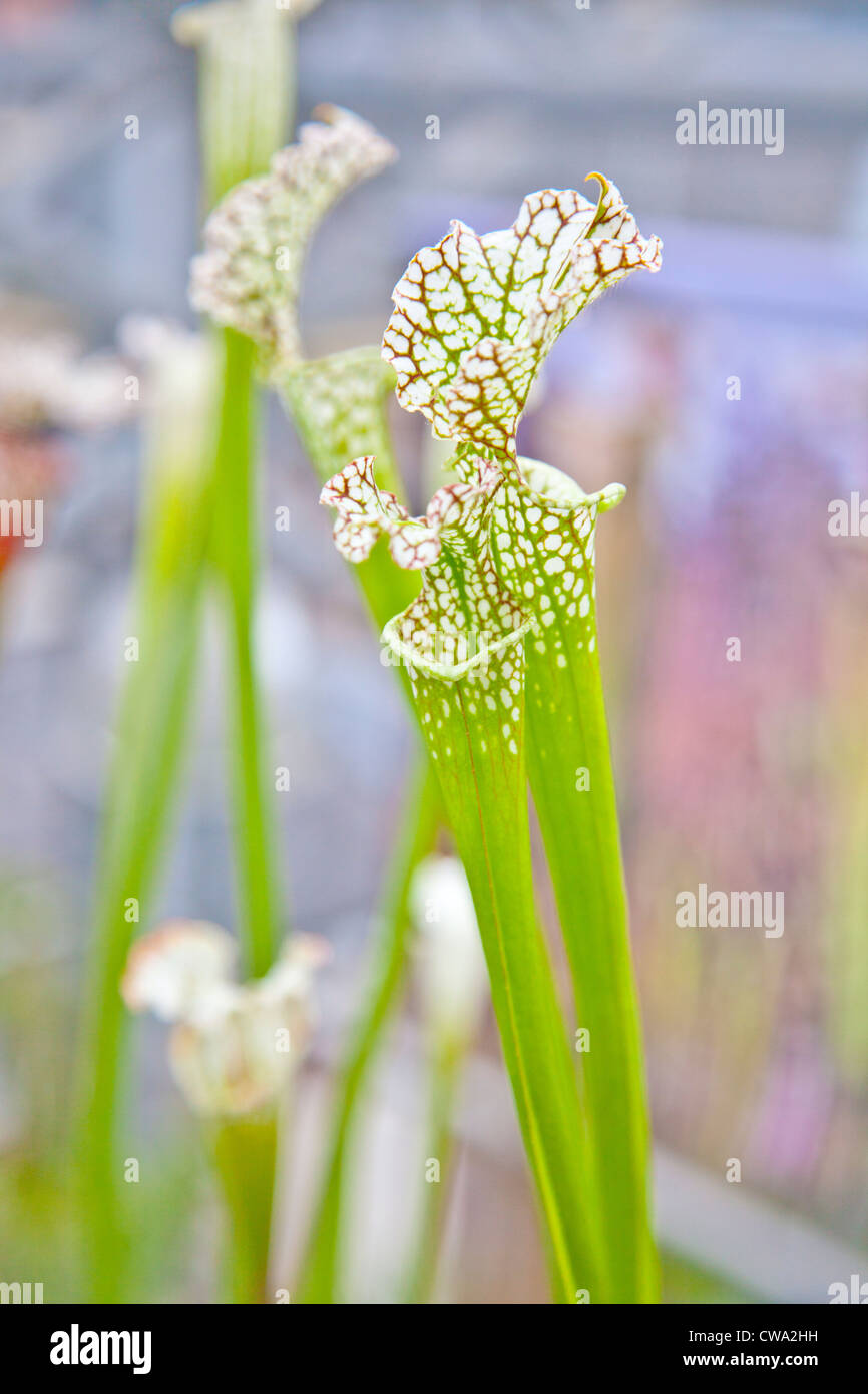 Close up di verde sarracenia leucophylla raf Foto Stock