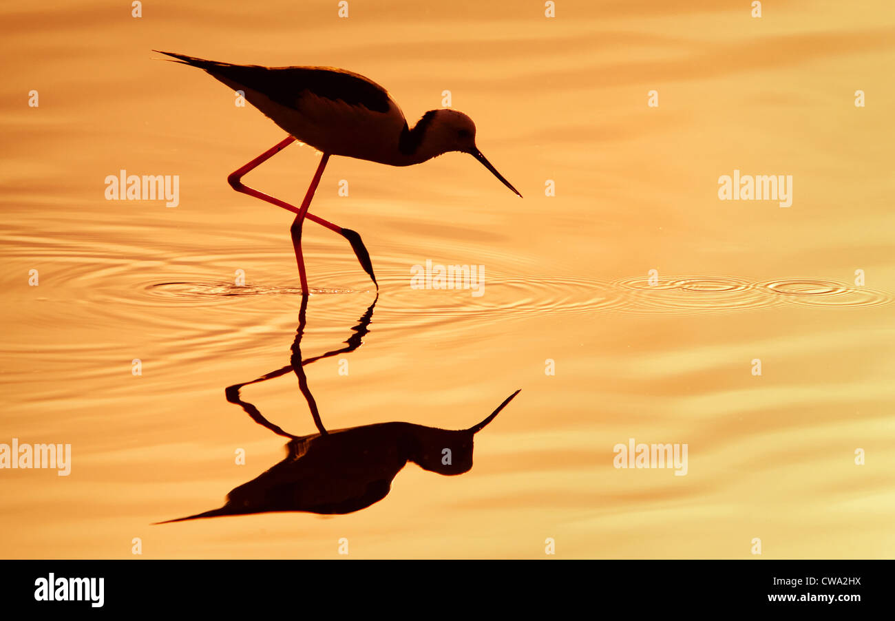 Silhouette di un Black-winged Stilt, noto anche come comune Stilt o Pied Stilt Himantopus himantopus, Australia Foto Stock