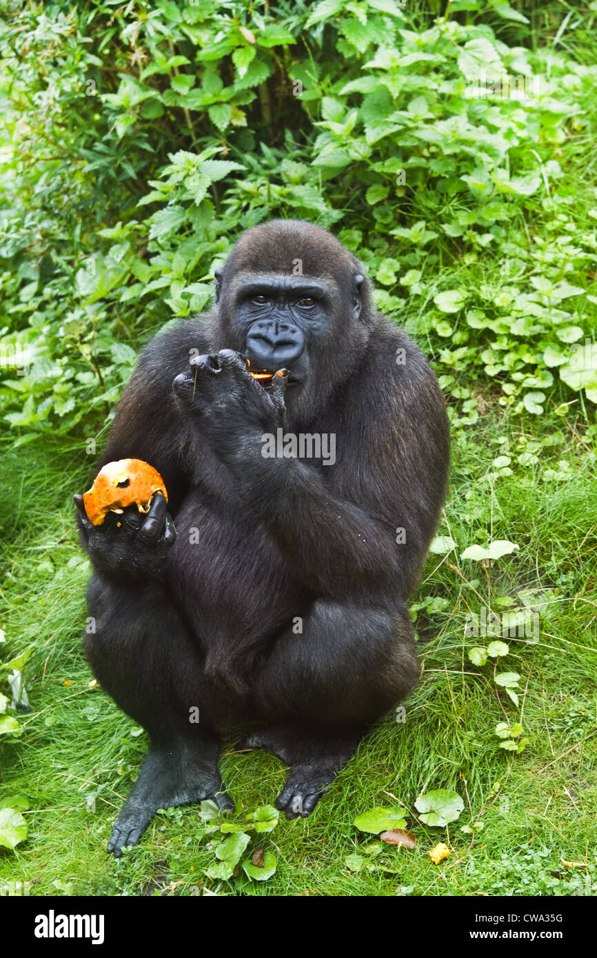 Giovani gorilla, seduti a lato della collina, mangiando frutta Foto Stock