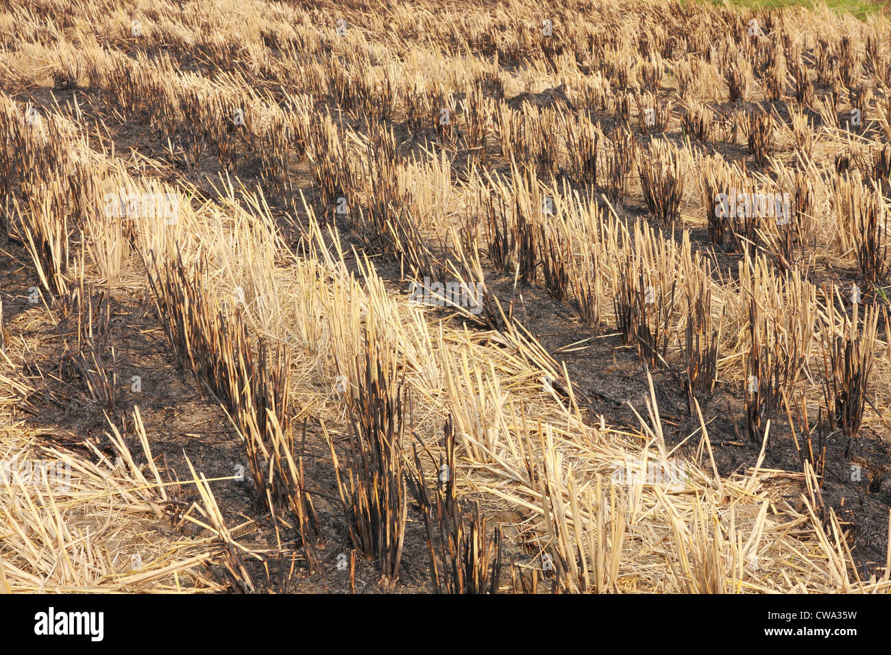 Campo di paglia burn dopo la mietitura Foto Stock