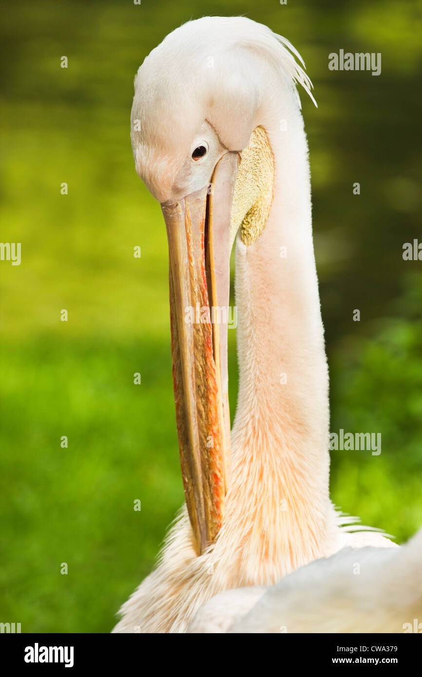 Rosy- o Great White pelican - Pelecanus onocrotalus - piume di pulizia Foto Stock