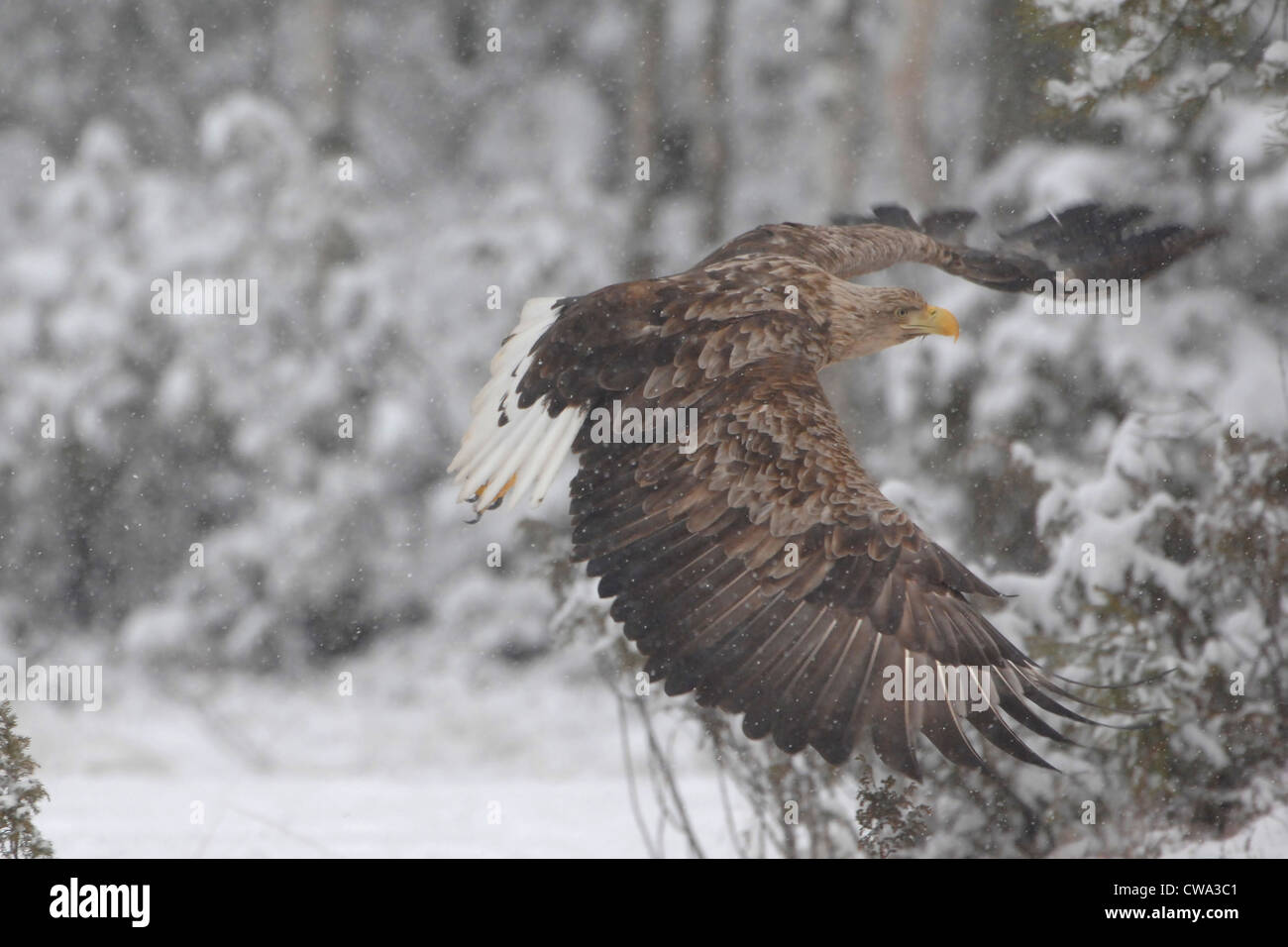 White-tailed eagle (Haliaeetus albicilla) in volo sulla neve nella foresta di Finlandia Foto Stock