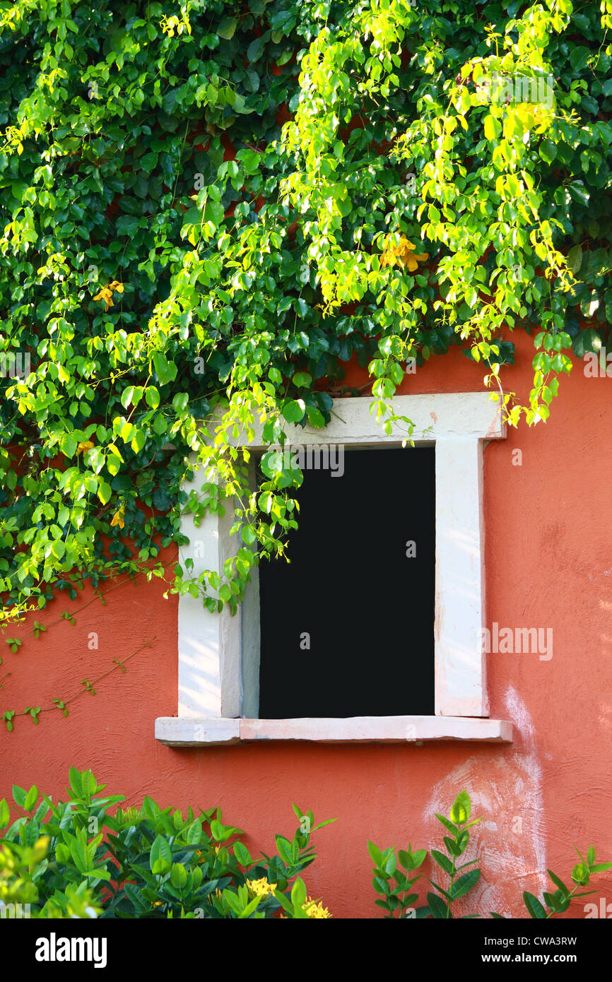 Finestra vuota con albero sulla parete arancione Foto Stock