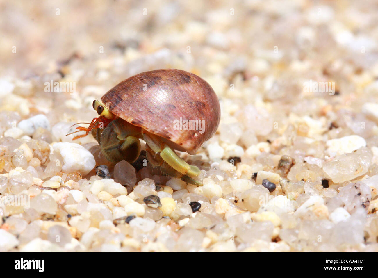 Il granchio eremita, pagurian Foto Stock