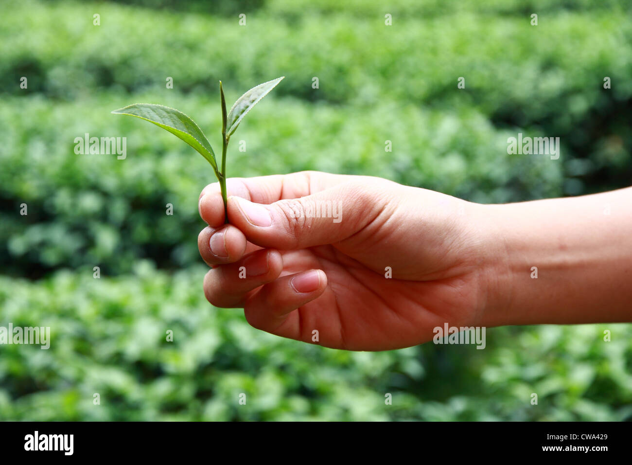 Raccoglitrice di tè le mani con la fattoria su sfondo Foto Stock