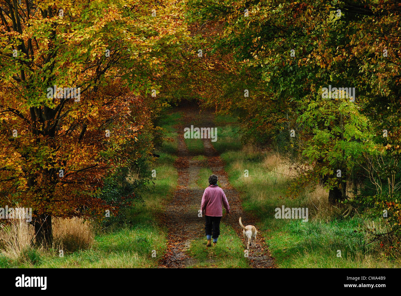 Una donna che cammina il suo cane lungo una via in autunno REGNO UNITO Foto Stock