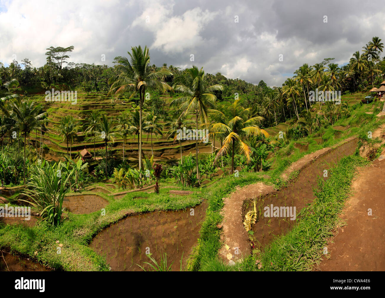 Risaie a terrazze con colture, vicino merita in ne Bali, Indonesia Foto Stock