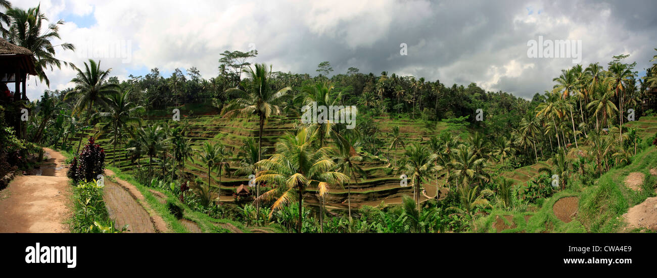 Risaie a terrazze con colture, vicino merita in ne Bali, Indonesia Foto Stock