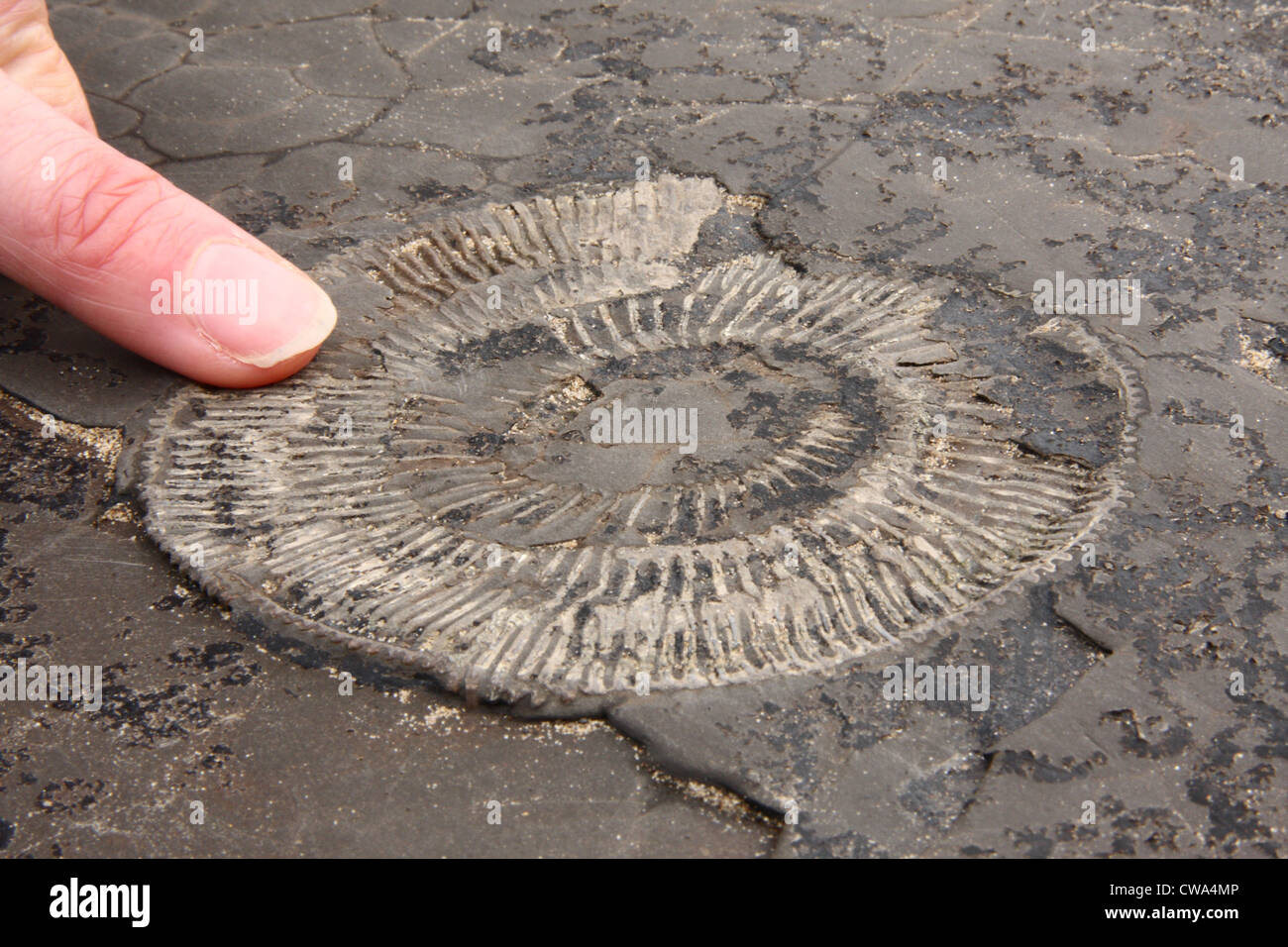 Ammonita fossile in roccia dalla riva del mare e vicino a Whitby, North Yorkshire, Regno Unito Foto Stock