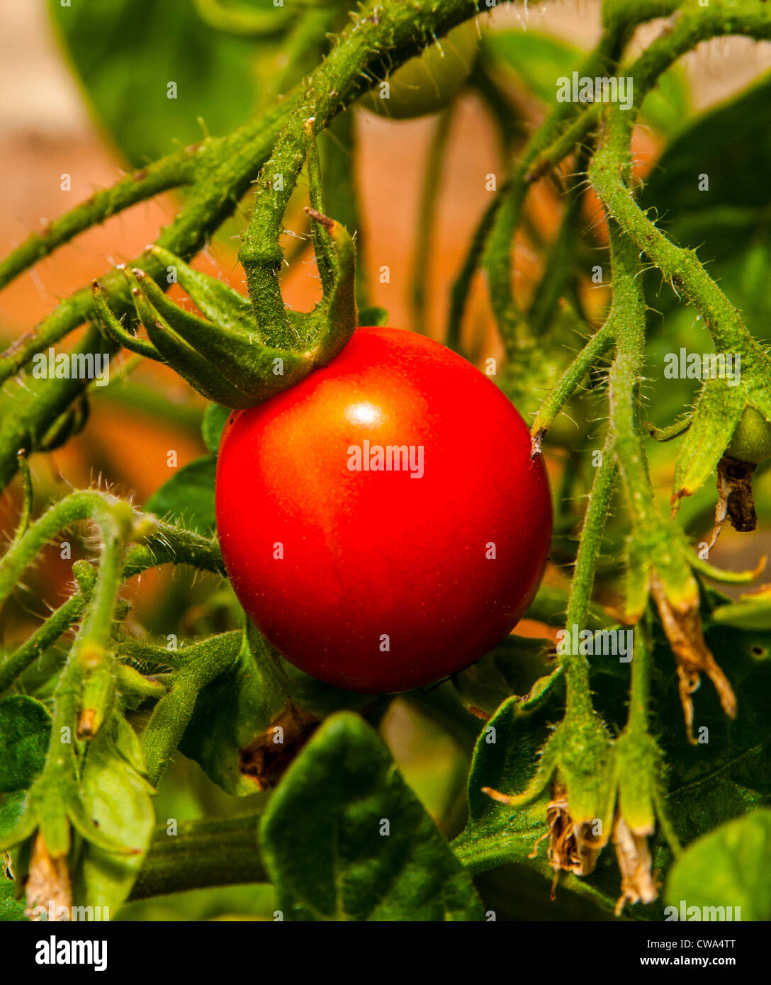 Pomodoro rosso ancora sulla pianta di pomodoro in attesa di essere ritirati o raccolte, per mangiare Foto Stock