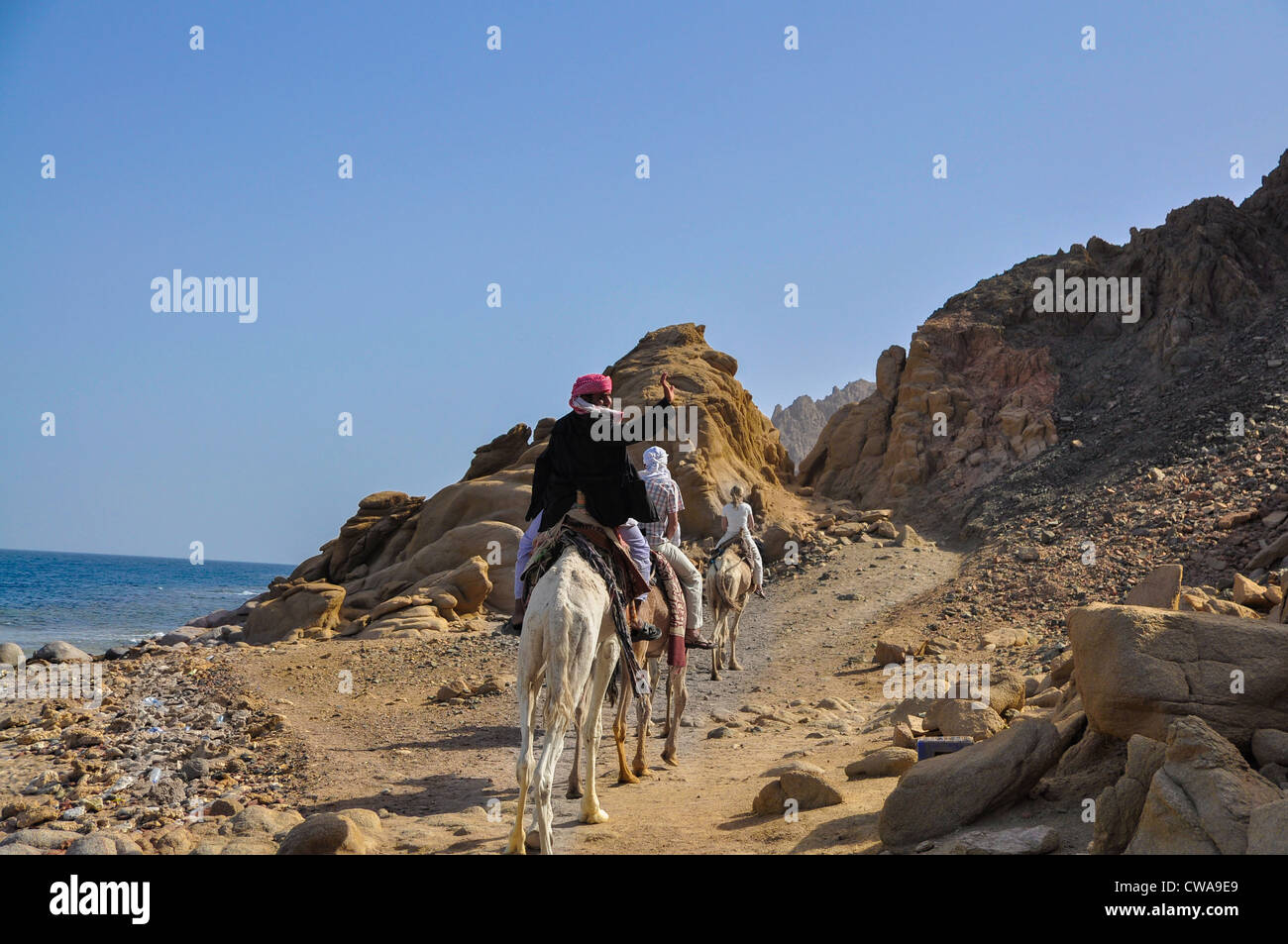 Driver del cammello a cavallo su un cammello e agitando la mano Foto Stock