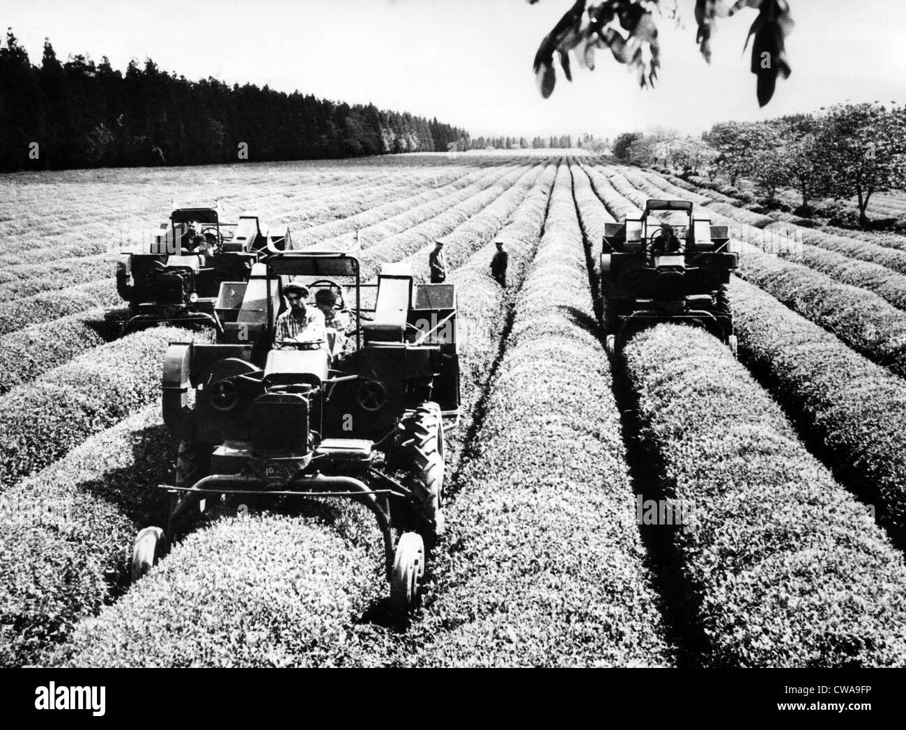 I trattori con offerte di foglia di tè apparato di prelievo al Ingirsk stato sperimentale farm nell'U.R.S.S., 1962.. La cortesia: CSU Foto Stock