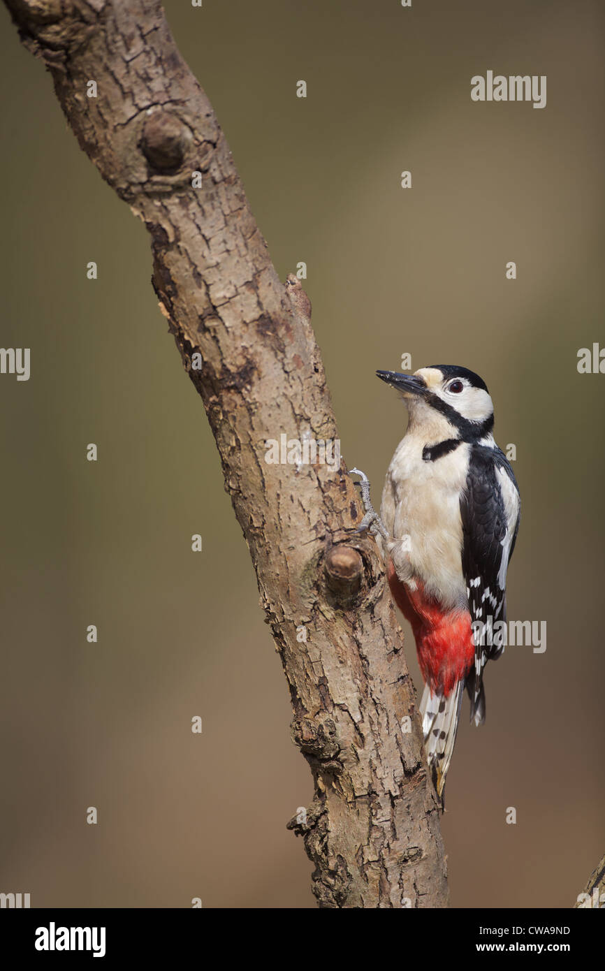 Picchio rosso maggiore Foto Stock