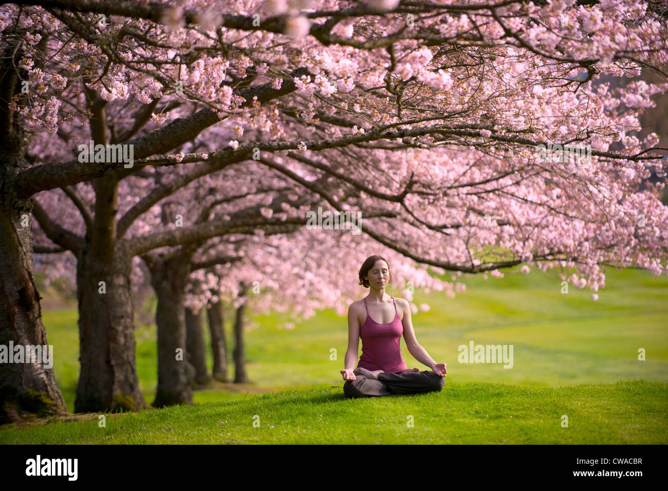 Frutto dell'albero di loto immagini e fotografie stock ad alta risoluzione  - Alamy