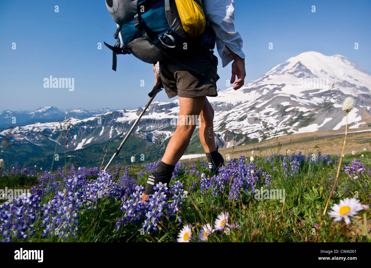 Femmina su backpacker Cowlitz dividere, il Parco Nazionale del Monte Rainier, Washington, Stati Uniti d'America Foto Stock
