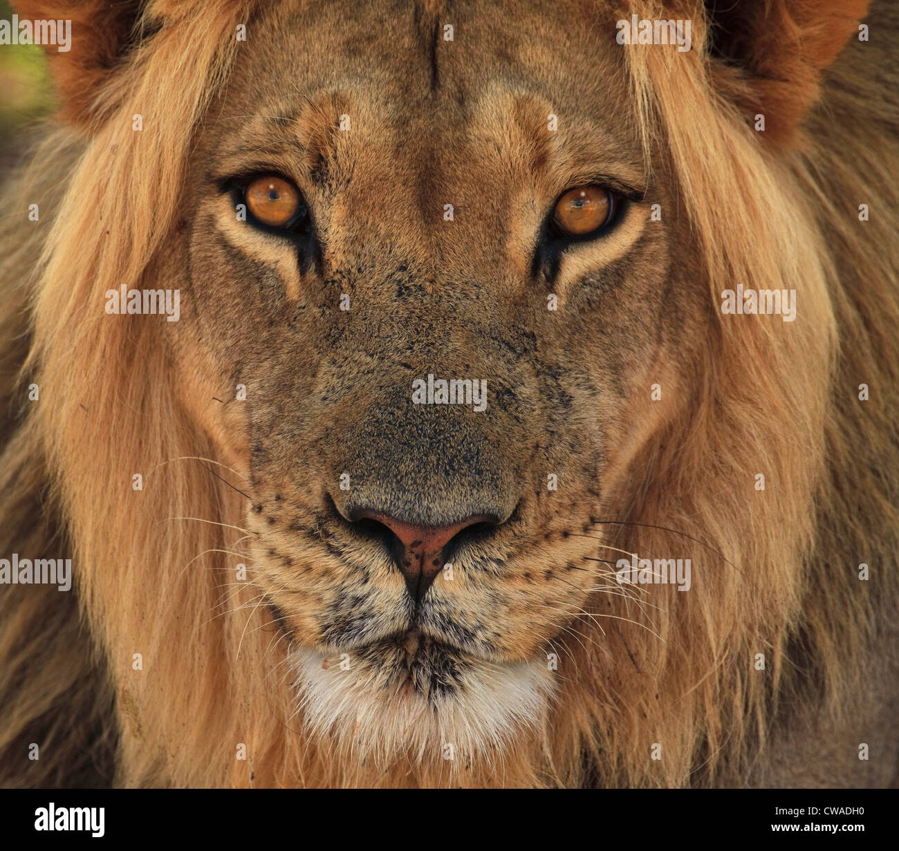 Ritratto di Lion, Kgalagadi Parco transfrontaliero, Africa Foto Stock