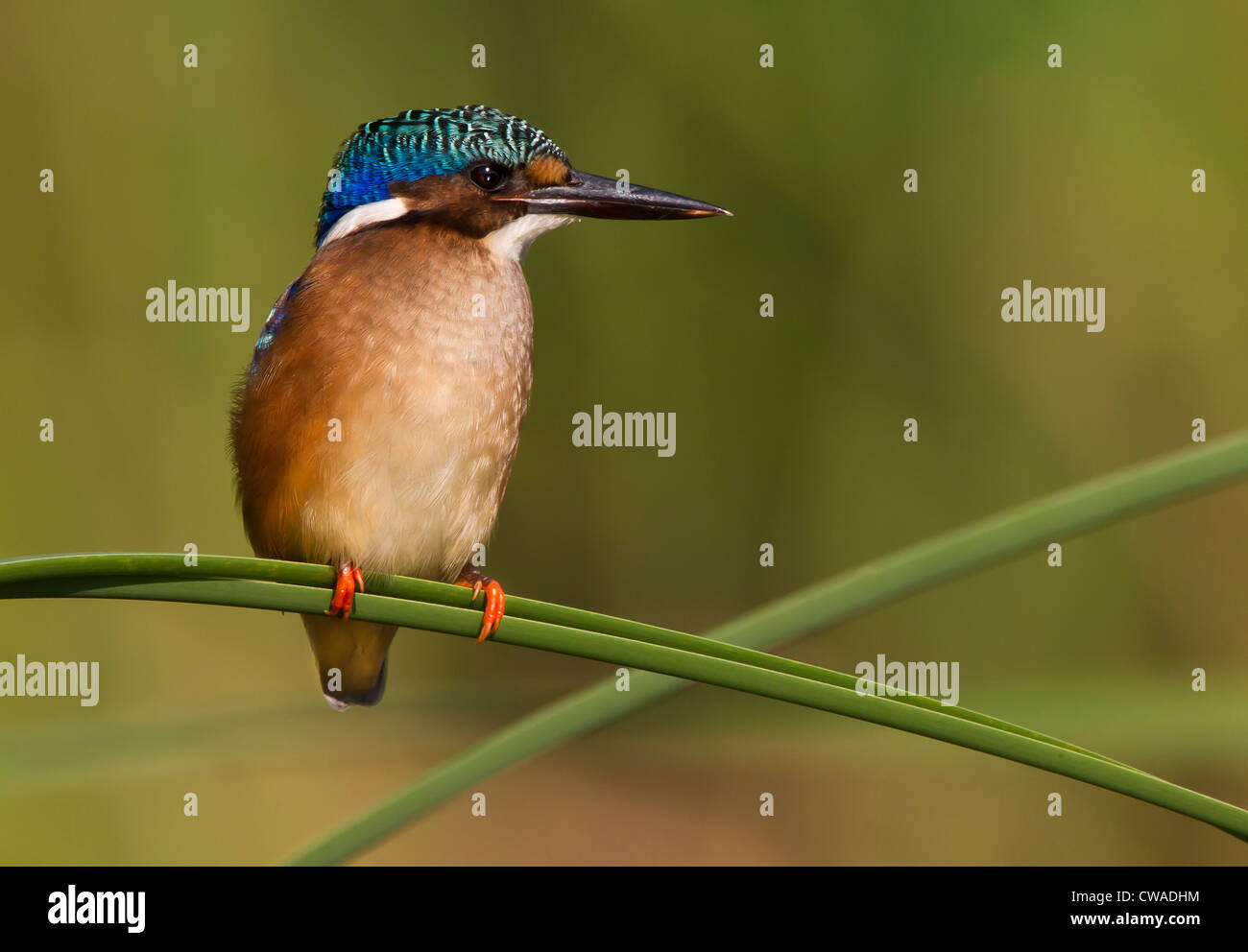 Giovani Malachite Kingfisher, Kgalagadi Parco transfrontaliero, Africa Foto Stock