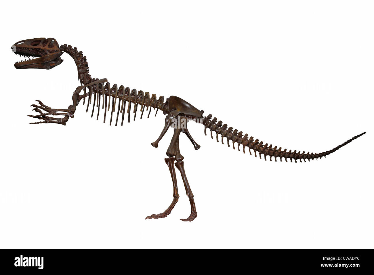 Megalosaurus - una grande il mangiar carne Theropod dinosauro del Medio Giurassico dell Europa Foto Stock