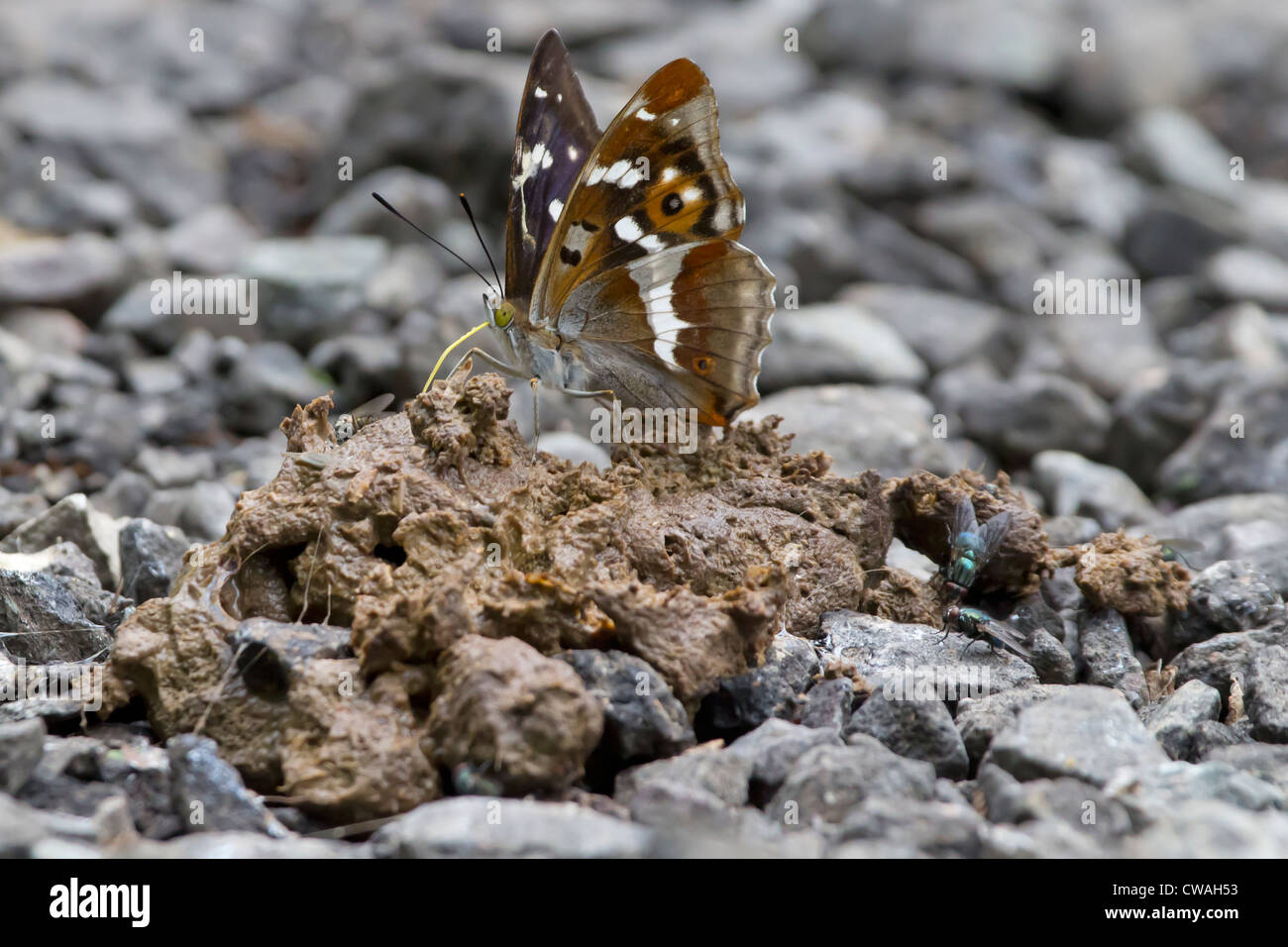 Viola imperatore butterfly (Apatura iris) alimentazione sul letame. Bookham comune, Surrey, Regno Unito. Foto Stock