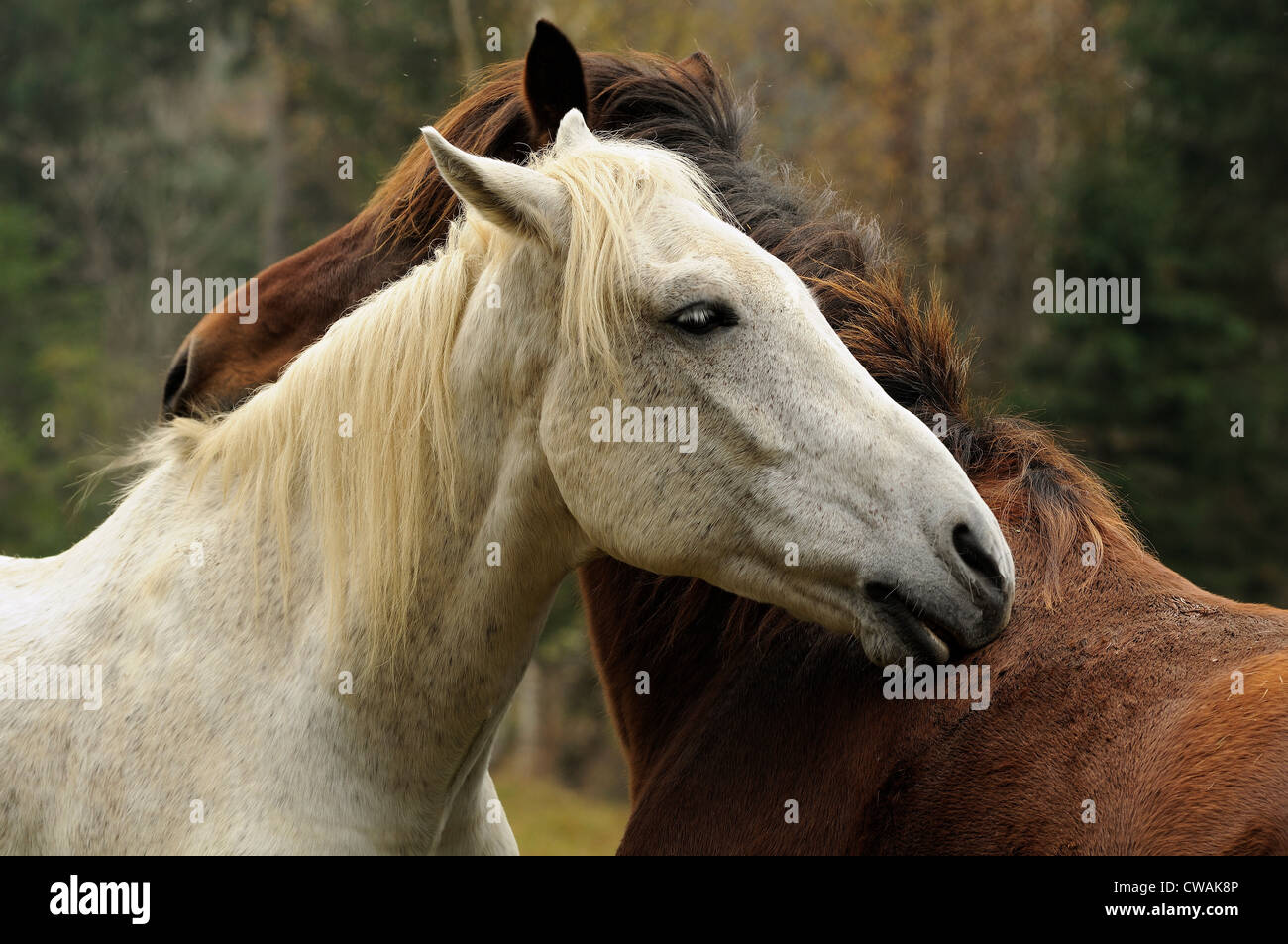Cavalli groom ogni altro, Bystritsa Zona villaggio, Carpazi, Ivano-Frankivsk regione, Ucraina Foto Stock