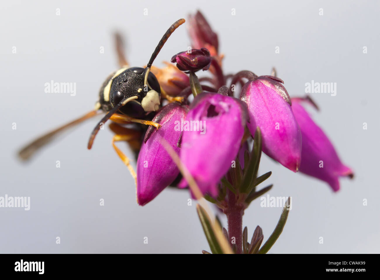 Purbeck mason wasp (Pseudepipona herrichii) maschio su erica campana. Dorset, Regno Unito. Foto Stock