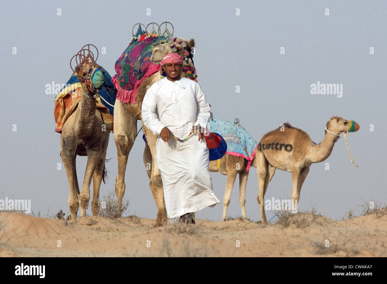 Dubai, uomo arabo con i suoi cammelli nel deserto Foto Stock
