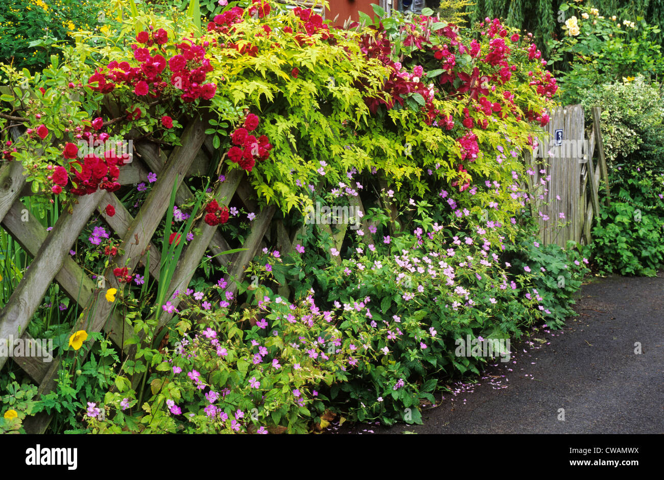Trellis con rose rampicanti, giardino frontale Picket Fence red rose arrampicatori arrampicata rosa viola fiore fiori piante giardini Foto Stock