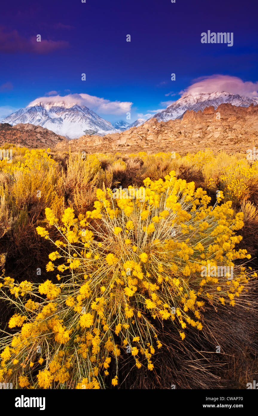 Alba luce su rabbitbrush e la Sierra cresta dal latticello paese, Inyo National Forest, California USA Foto Stock