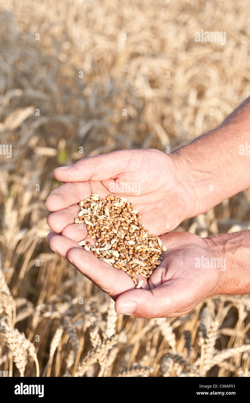 Campo di grano e di uomo che tiene nelle sue mani chicchi di grano, Foto Stock