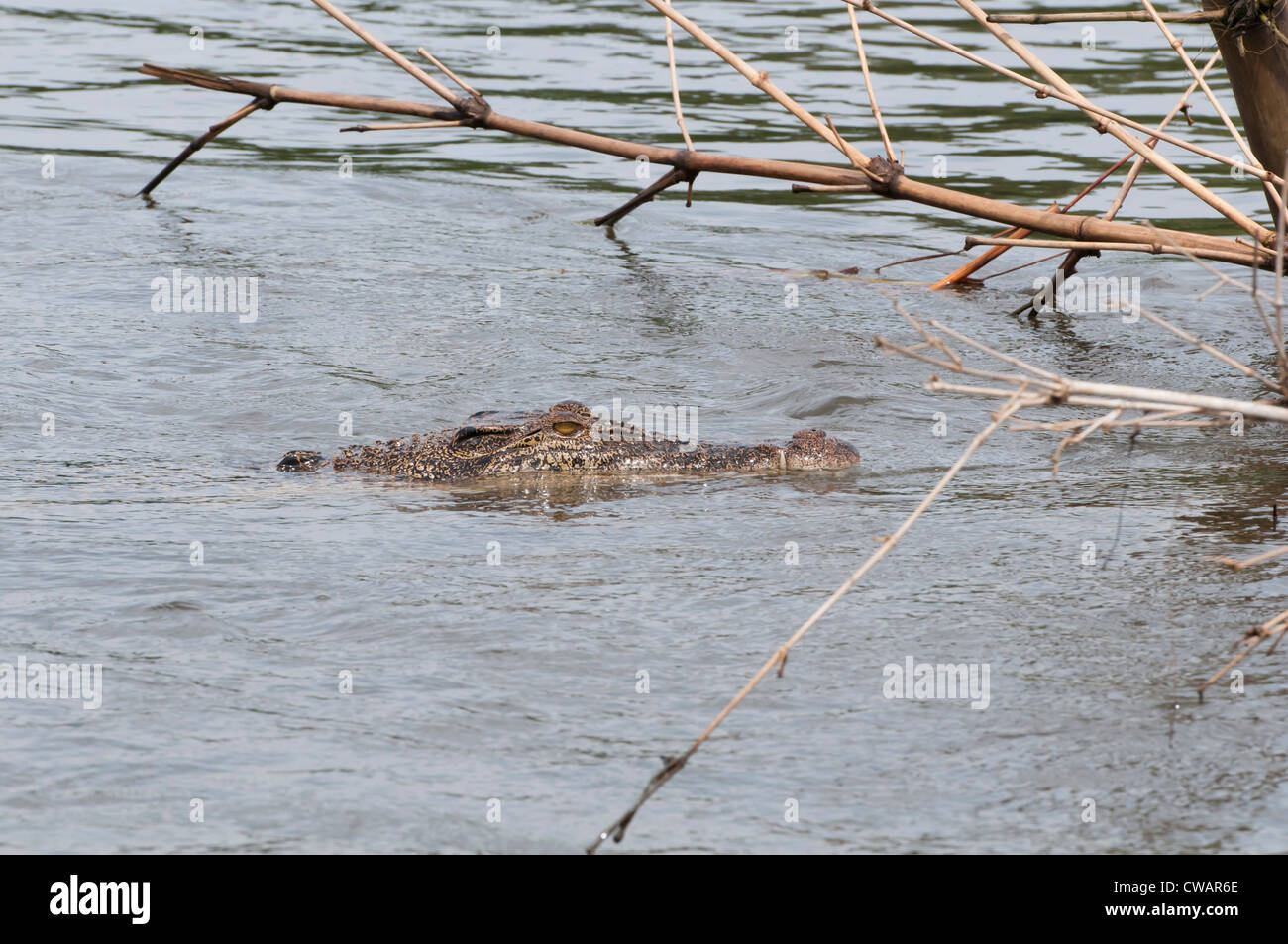 Wild Asian coccodrillo in un fiume, Sri Lanka Foto Stock