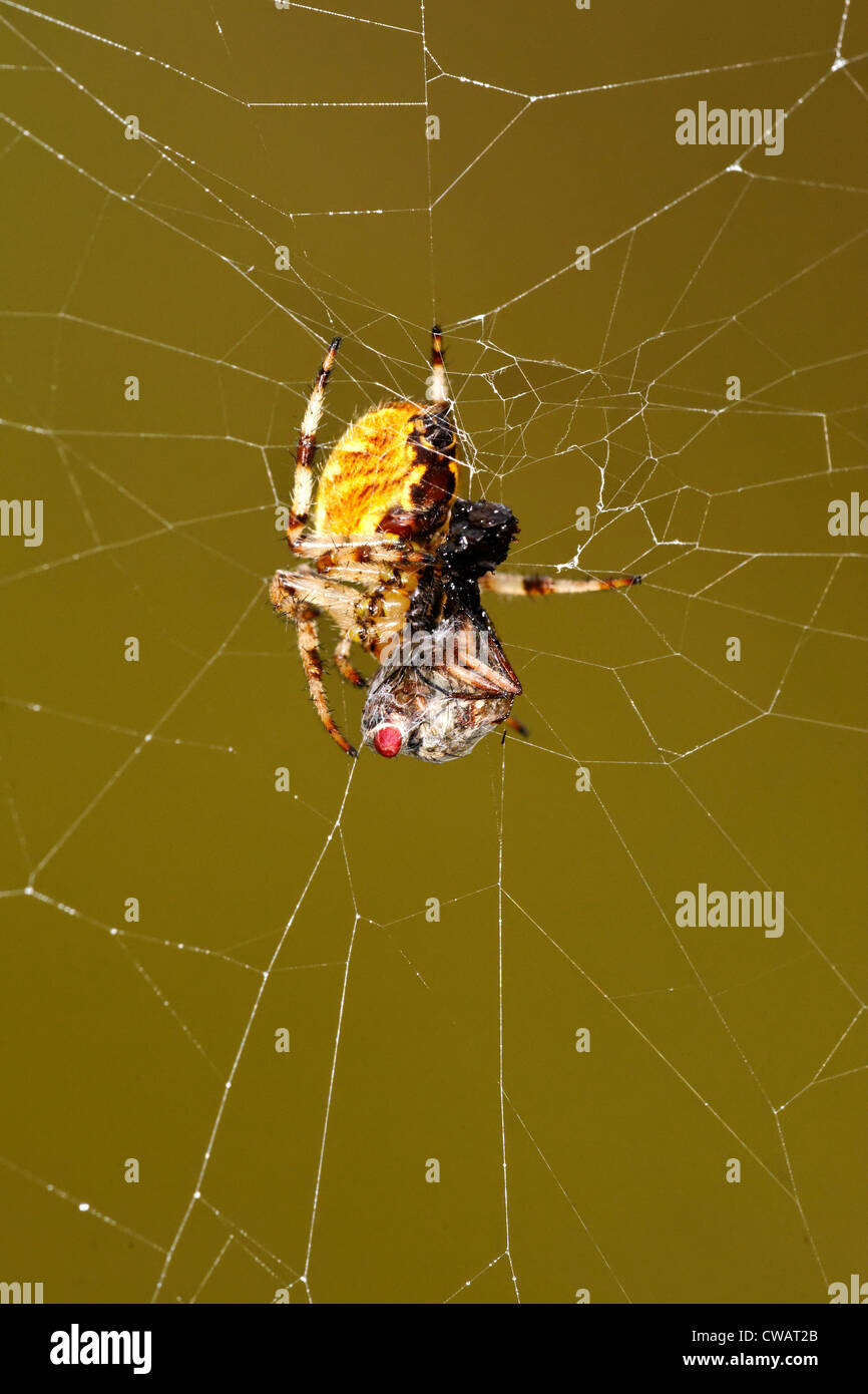 Giardino europeo spider (Araneus diadematus) preparare per consumare una vittima Foto Stock