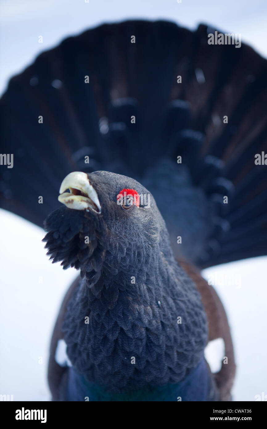Gallo cedrone occidentale - Tetrao urogallus Foto Stock