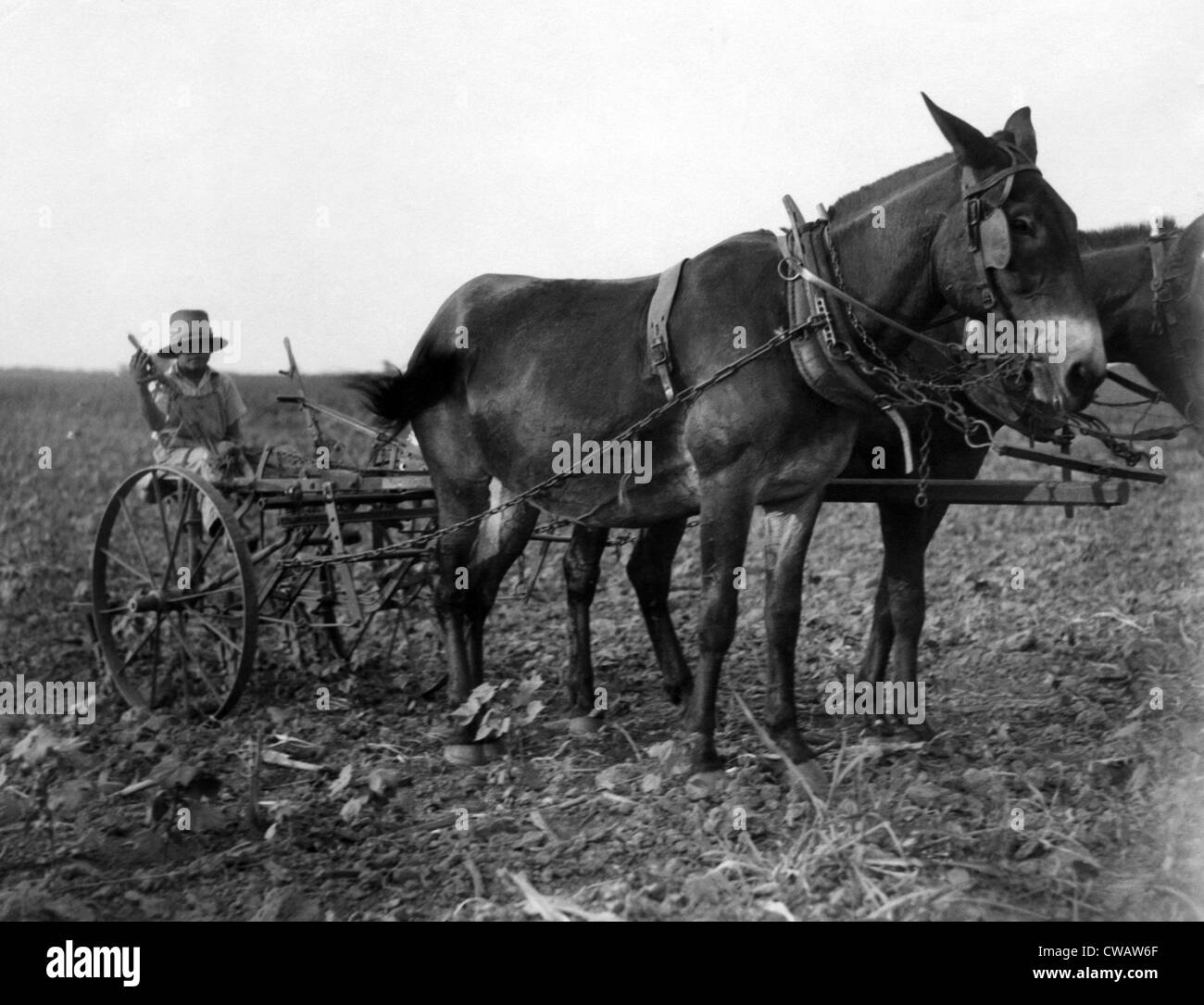 Un uomo aratri cotone in Texas. La cortesia della CSU Archives/Everett Collection Foto Stock