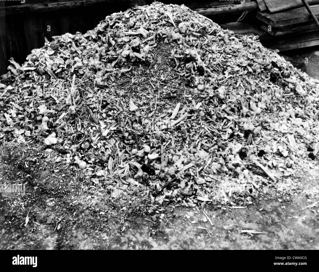 Un mucchio di ossa e di ceneri che rappresenta un singolo giorno sta uccidendo il tedesco del Campo di Concentramento di Weimar. 4/26/45. La cortesia CSU Foto Stock