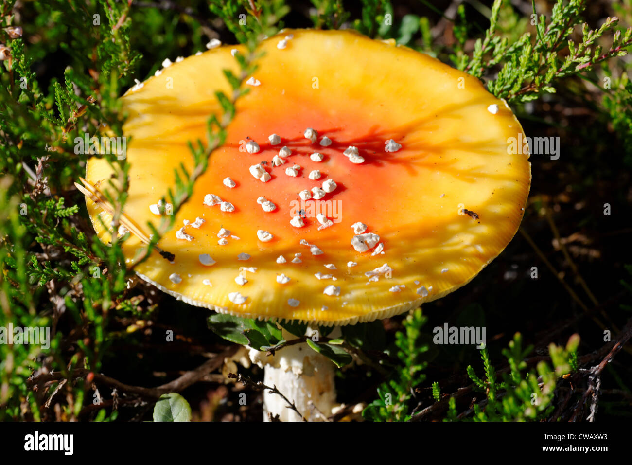 Flyagaric, un po' di funghi velenosi in foresta Foto Stock