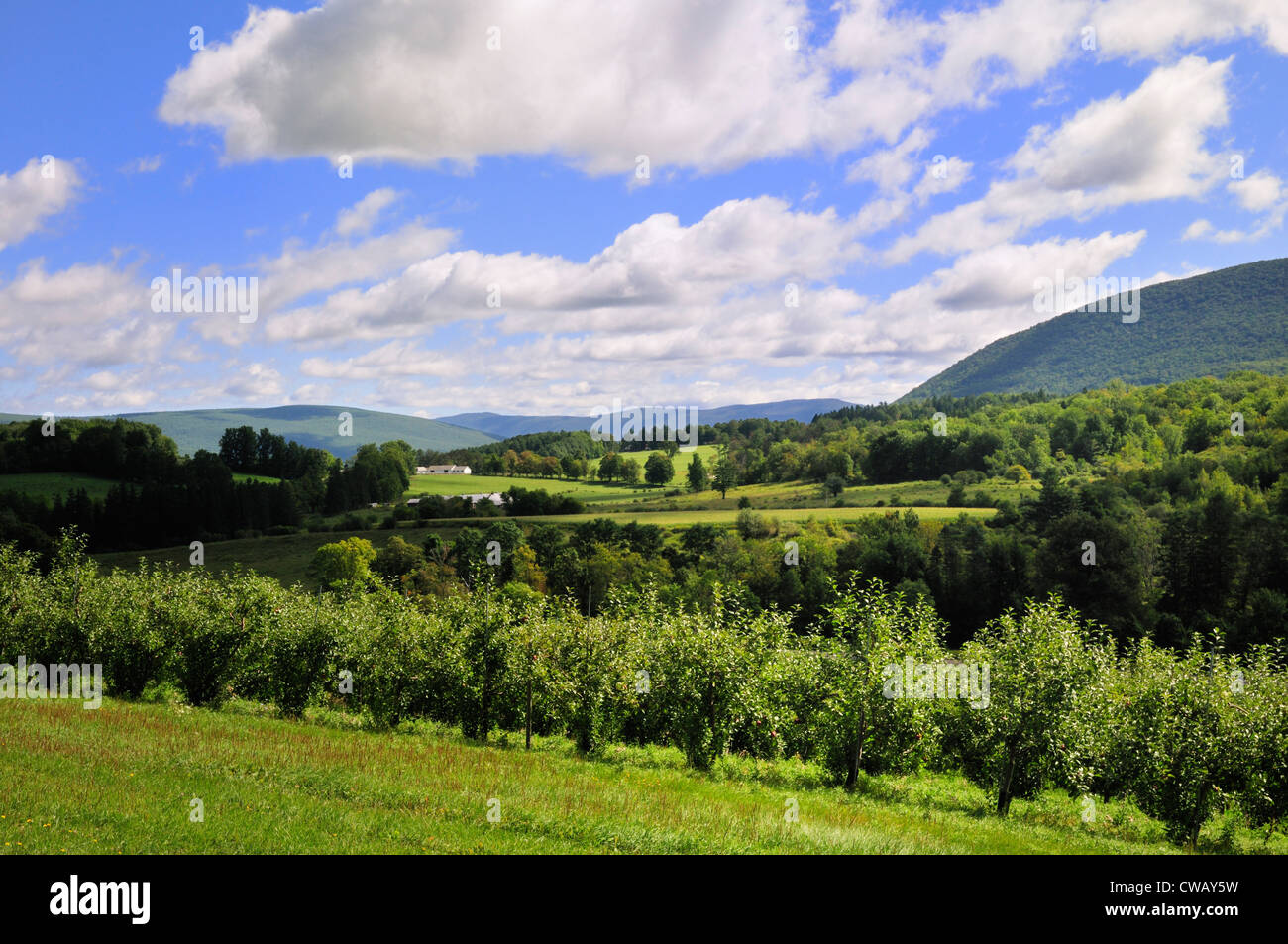 Verdi campi e colline del Berkshires nel Massachusetts Foto Stock