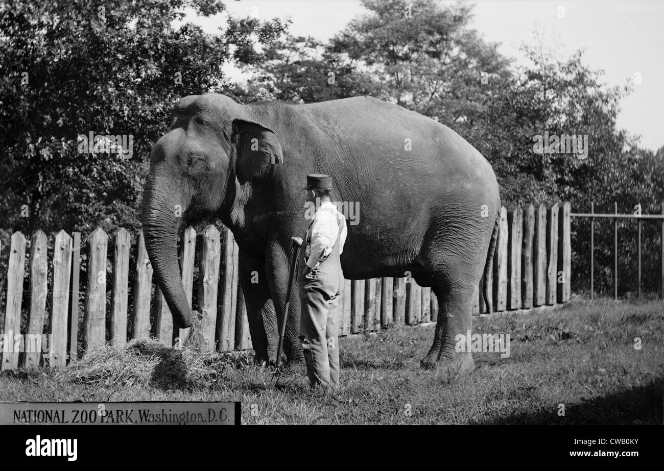 Elephant mangiare presso il National Zoo Park, Washington DC, circa 1910s. Foto Stock