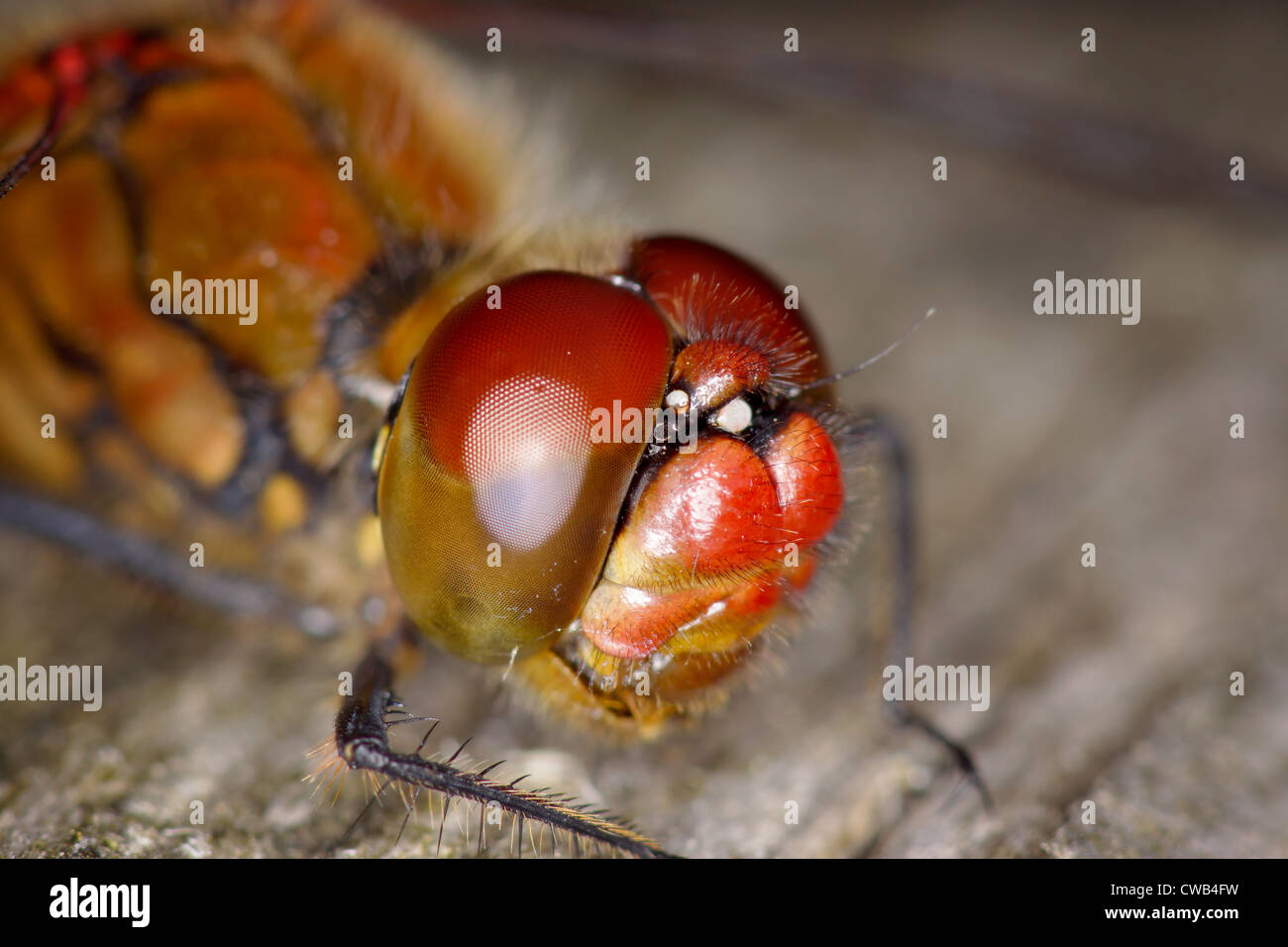 Macro della libellula Foto Stock