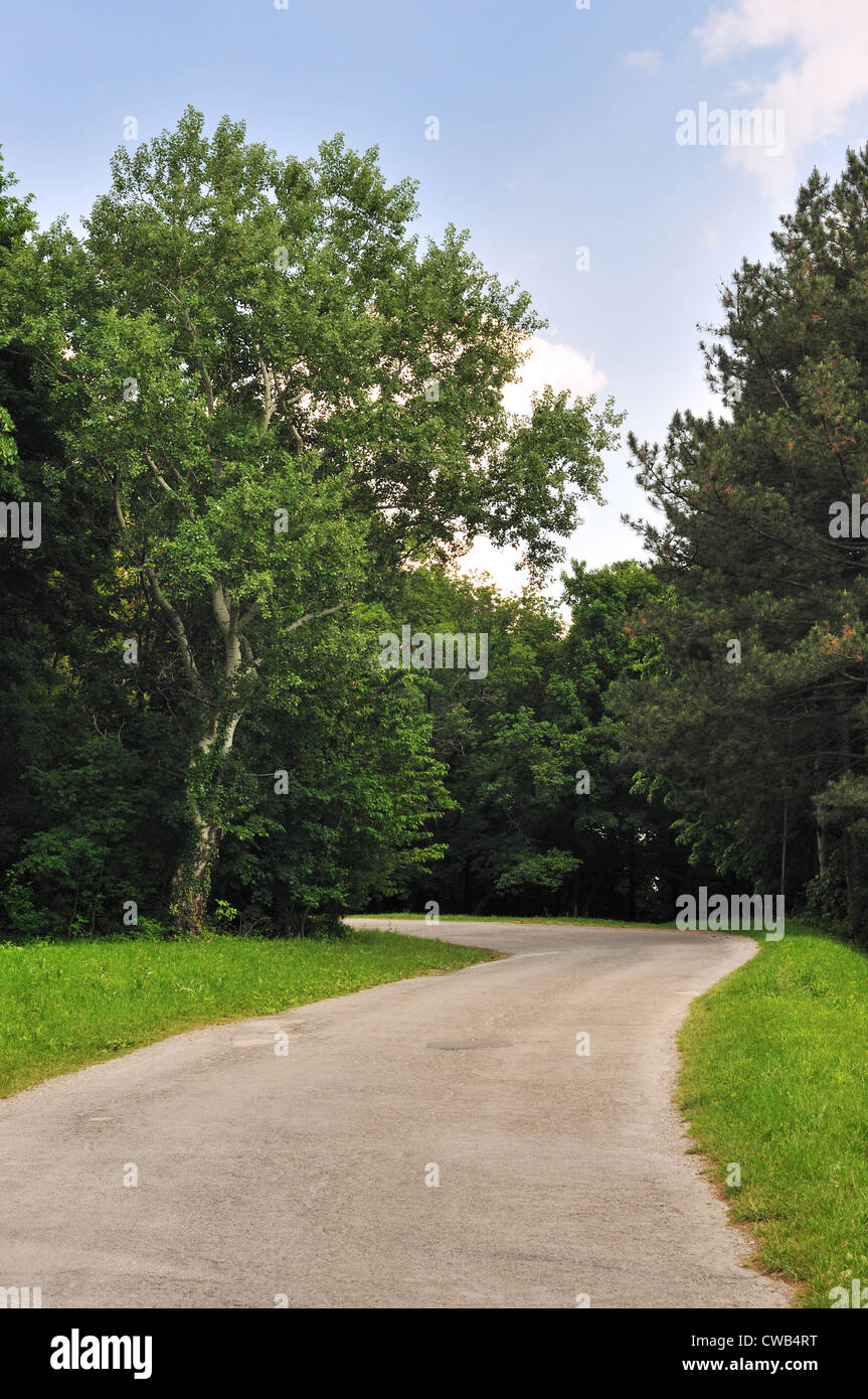 Avvolgimento su strada attraverso il campo verde nella foresta. Giornata di sole Foto Stock