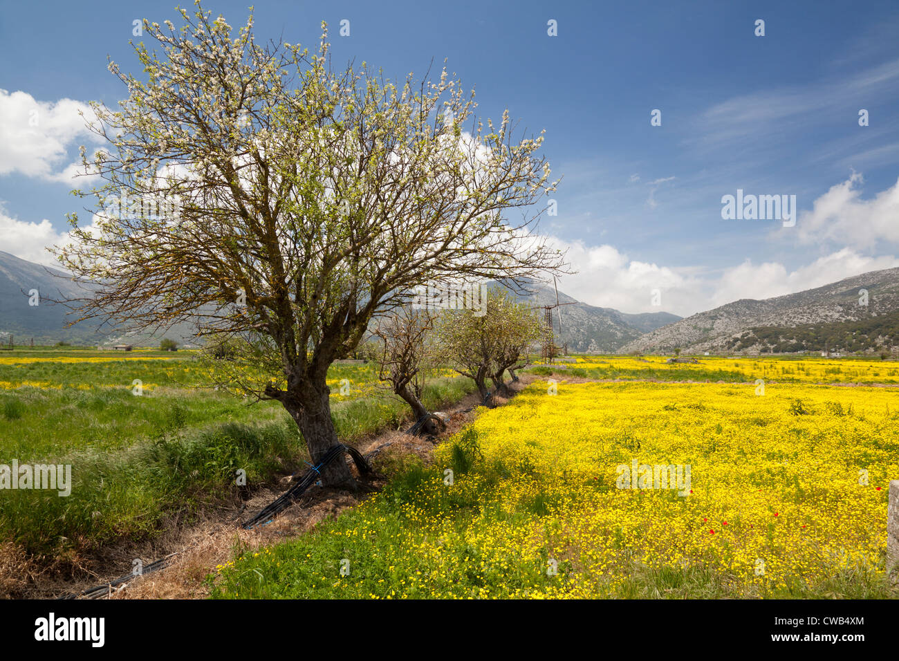 Oropedio Lasithiou o altopiano di Lassithi, Creta, Grecia Foto Stock