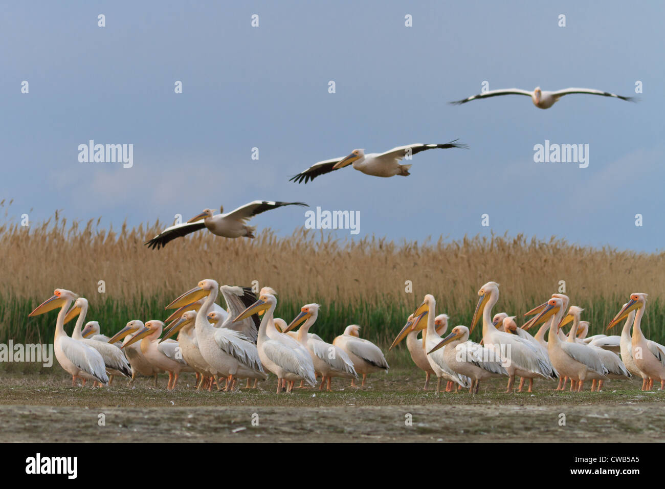 Pellicani nel Delta del Danubio Foto Stock
