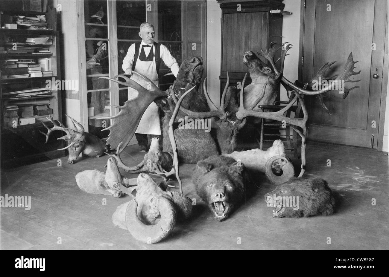 Tassidermia, Joseph W. Schollick, osteologist presso il Museo Nazionale, con teste di animali, fotografia, circa 1923 Foto Stock