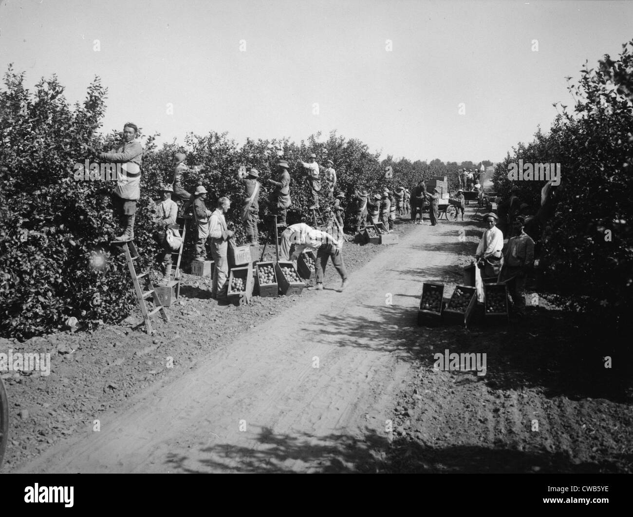 La California, la California il patrimonio di agrumi Progetto di registrazione, visualizzazione dei lavoratori la raccolta di arance in oliveti, Riverside County, circa Foto Stock