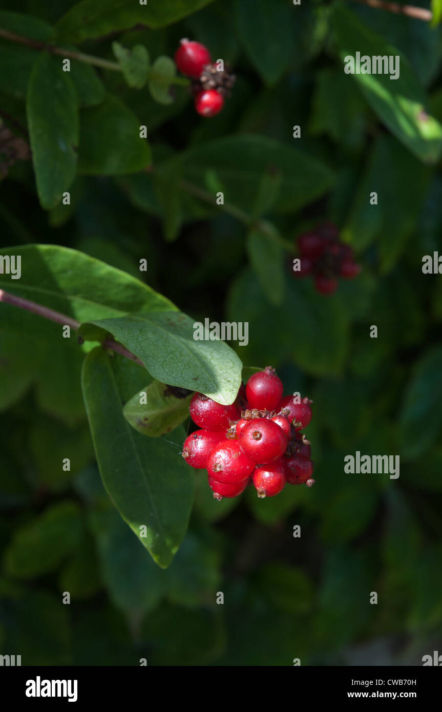 Caprifoglio bacche sulla pianta di giardino con fogliame Foto Stock