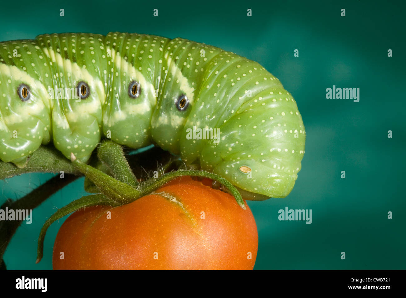 Il pomodoro hornworm, caterpillar del cinque-spotted hawkmoth (Manduchi quinquemaculata) Foto Stock