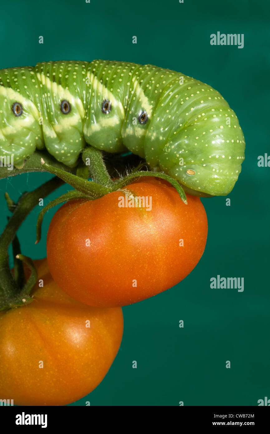 Il pomodoro hornworm, caterpillar del cinque-spotted hawkmoth (Manduchi quinquemaculata) Foto Stock