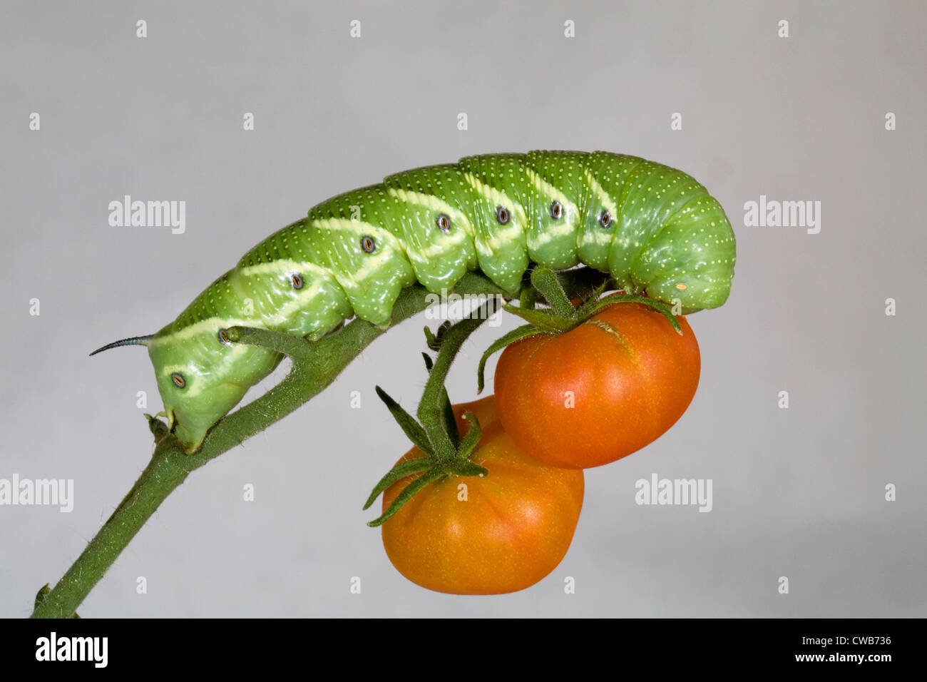 Il pomodoro hornworm, caterpillar del cinque-spotted hawkmoth (Manduchi quinquemaculata) Foto Stock