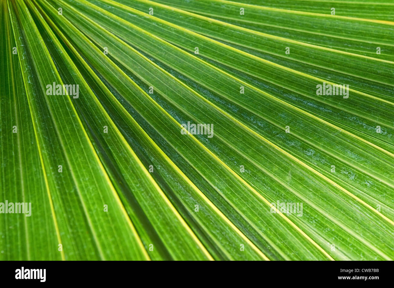 Primo piano della struttura Palm Tree leaf Foto Stock