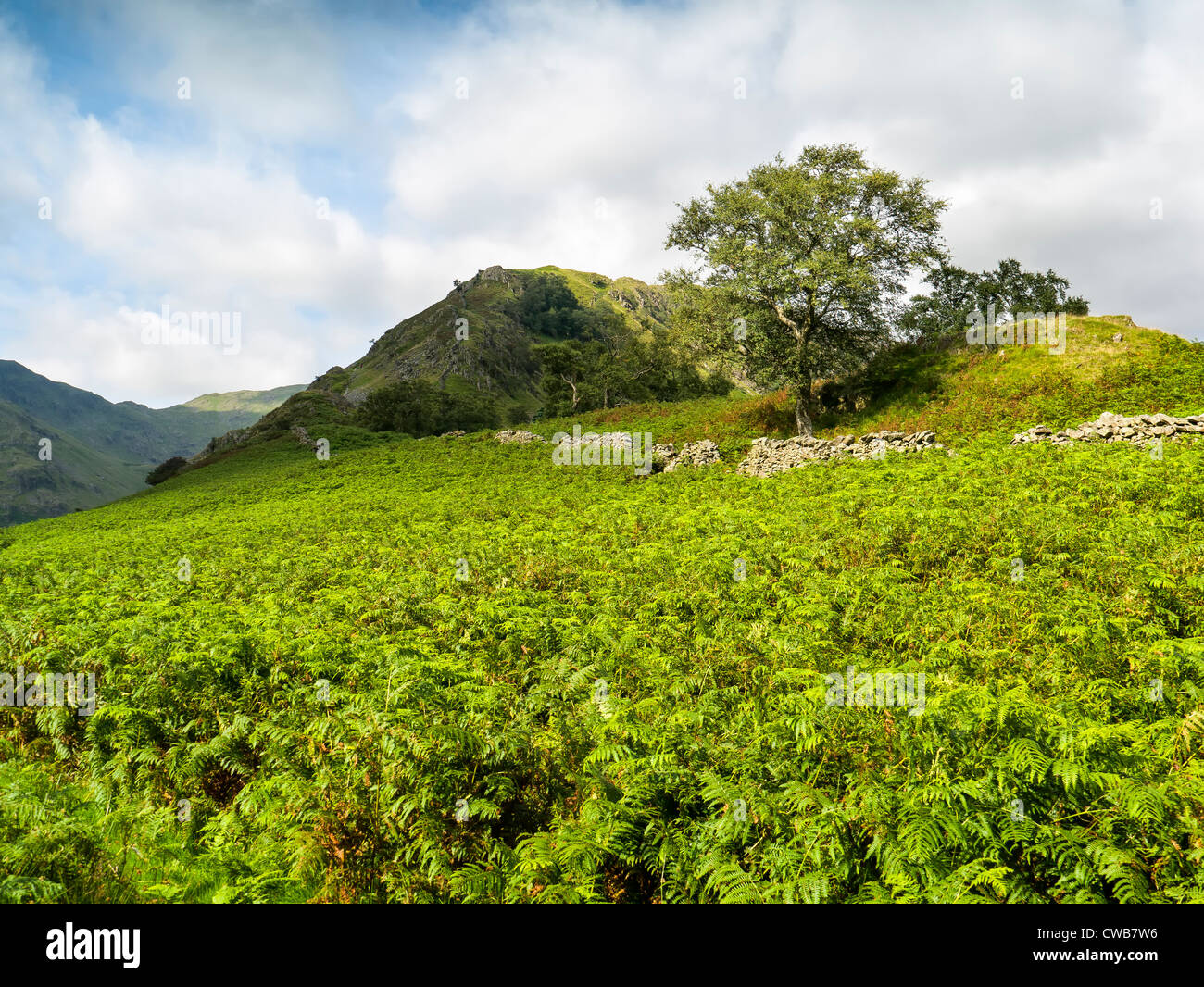 Colline coperte di bracken Foto Stock